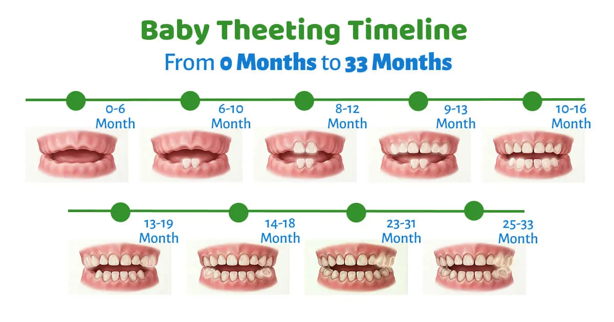 Teething baby chart showing the complete baby teething timeline from 0 to 33 months, including the order and typical age range for the eruption of incisors, canines, first molars, and second molars in a baby's mouth.